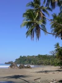 nearby beach with palms