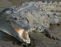 crocodile in Sierpe Mangrove