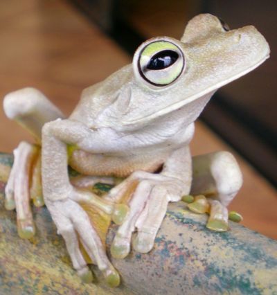 frog closeup
