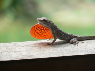 lizard