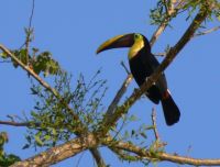 bird watching toucan